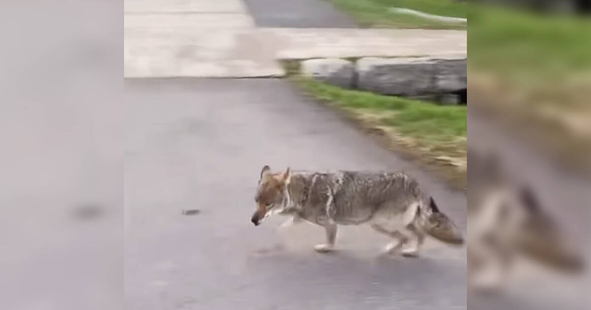 Someone in Toronto claims coyote stole their Timmies Iced Capp and it’s all on video