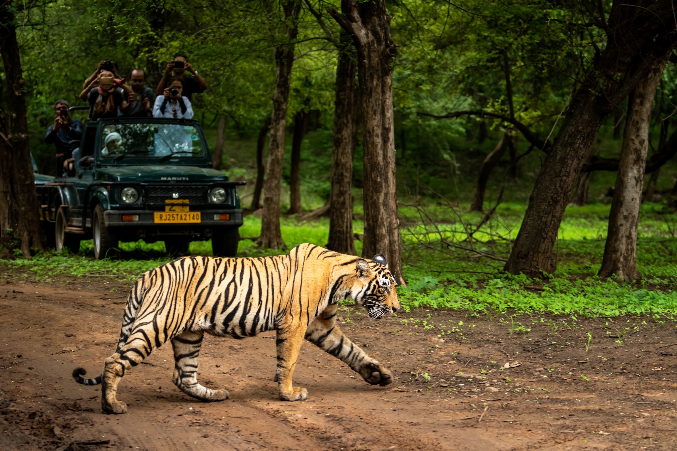 India Has Banned Travellers From Taking Photos on Their Phones at Tiger Safaris, Canada Reviews India Has Banned Travellers From Taking Photos on Their Phones at Tiger Safaris, Canada Reviews