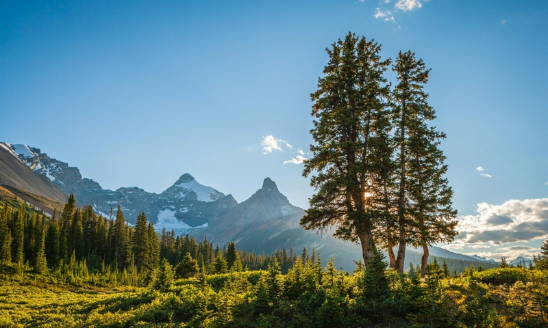 Shifts in International Travel Patterns Challenge Canadian Tourism Despite Record Growth in 2025 :: Hospitality Trends