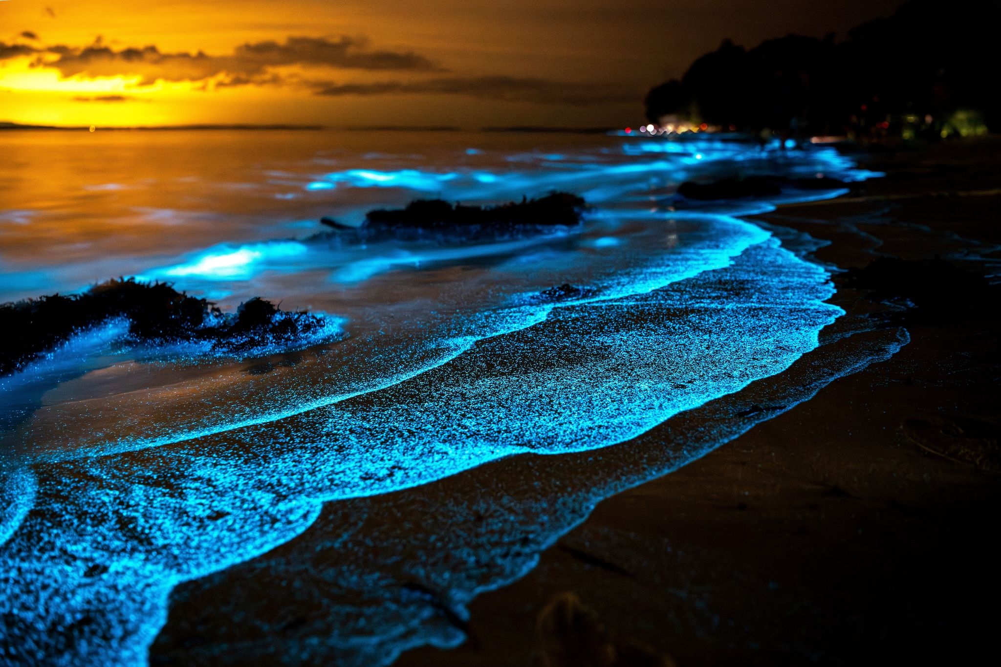 The ocean’s ‘sparkly glow’: Here’s where to witness bioluminescence in B.C.