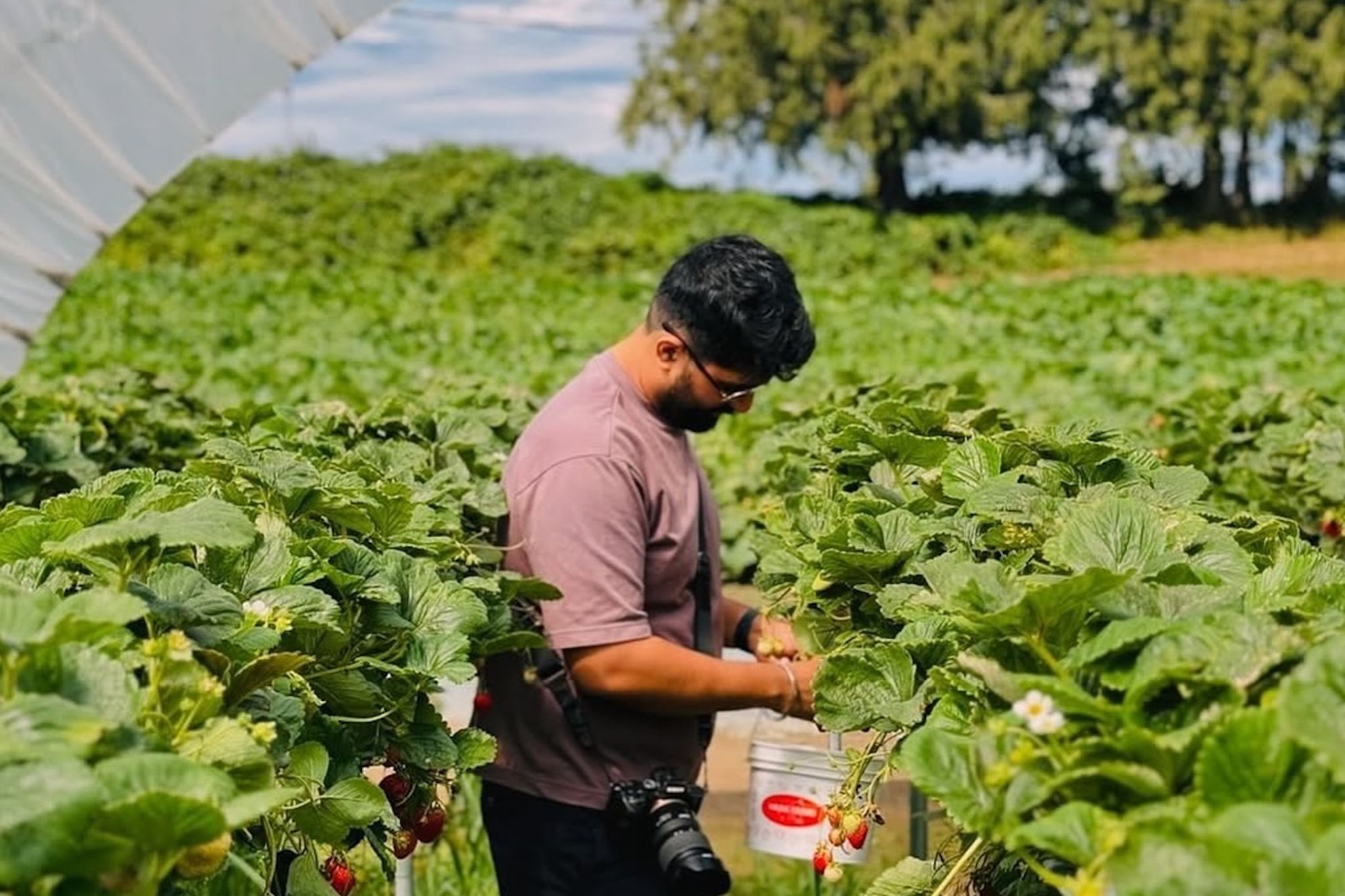 Canada’s first standing strawberry u-pick soon opens for the season an hour from Vancouver Canada’s first standing strawberry u-pick soon opens for the season an hour from Vancouver