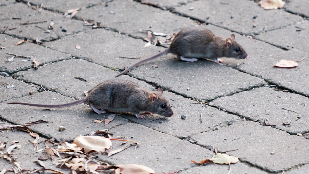 Is Toronto ready for rat tourism?, Canada Reviews