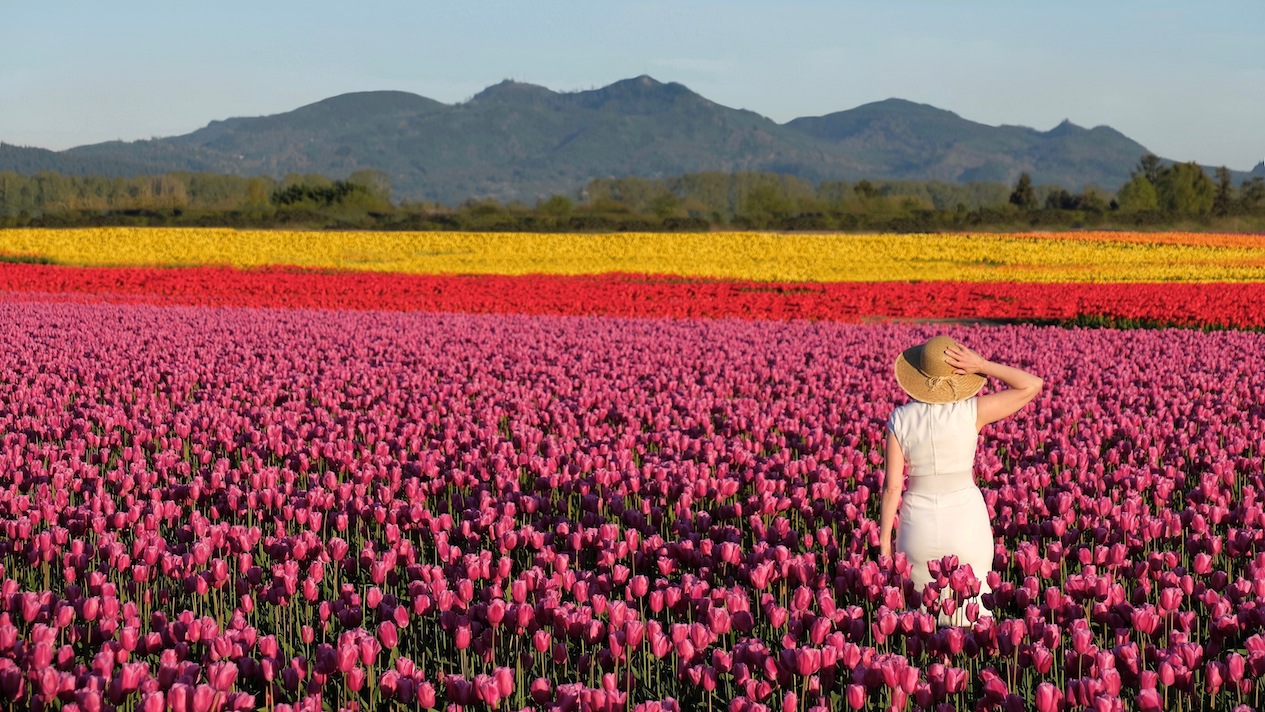 These are the best flower festivals worth exploring near Seattle this spring