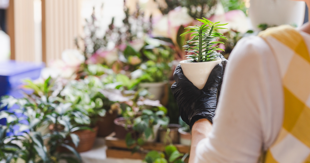 5 plant sales to check out in Metro Vancouver to fulfill your garden dreams