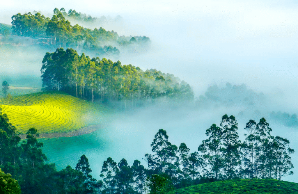 Why Munnar Should Be on Every Traveller’s Bucket List